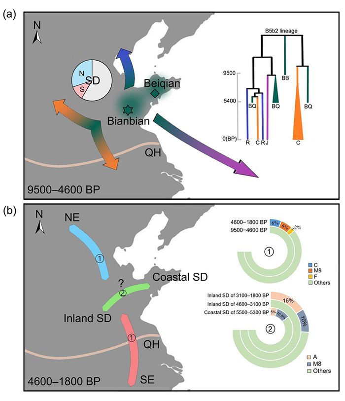 图3. 距今9500年到1800年前山东人群母系遗传历史。（a）图中饼图显示，距今9500年到4600年前的山东人群中同时包含东亚北方和南方人群相关的单倍体群（