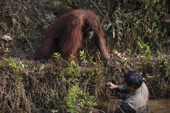 印尼婆罗洲红毛猩猩伸出帮助正在河中工作的巡守员