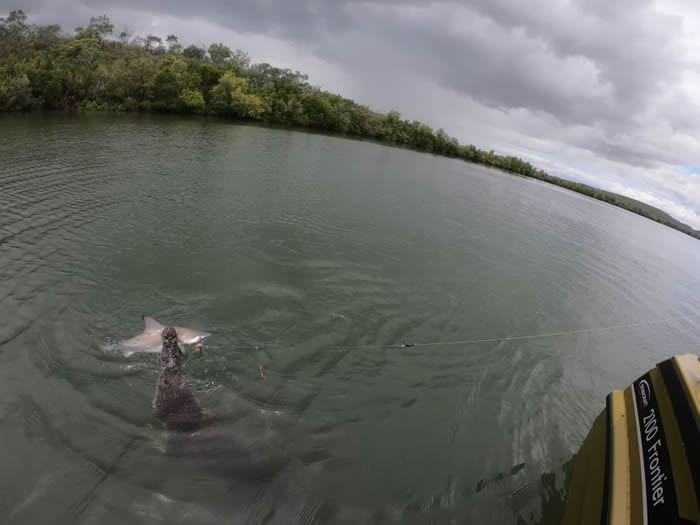 澳洲男子兴奋钓到黑边鳍真鲨 却被海中冲出鳄鱼抢走猎物