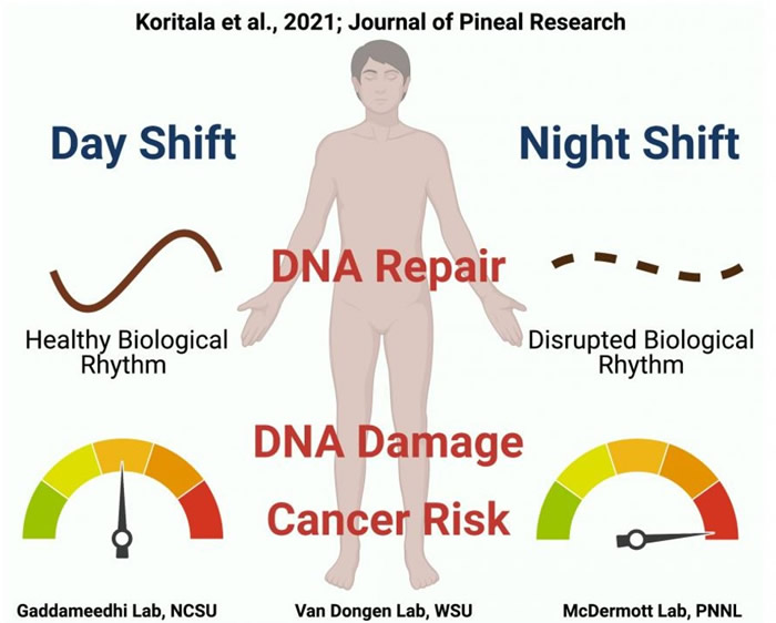长期夜班会增加患癌风险？新研究发现更容易受到导致癌症的DNA损伤影响
