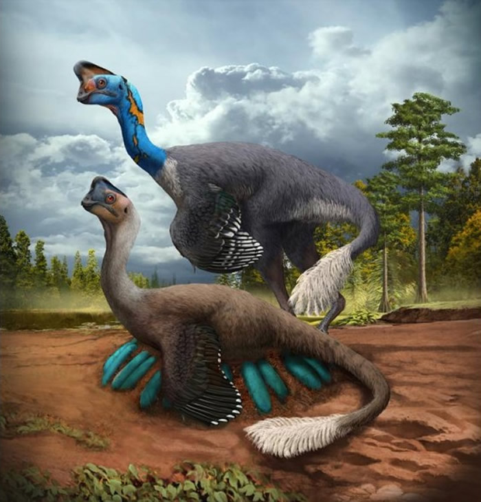 中国江西省出土的7000万年前化石中发现一只窃蛋龙正在孵卵