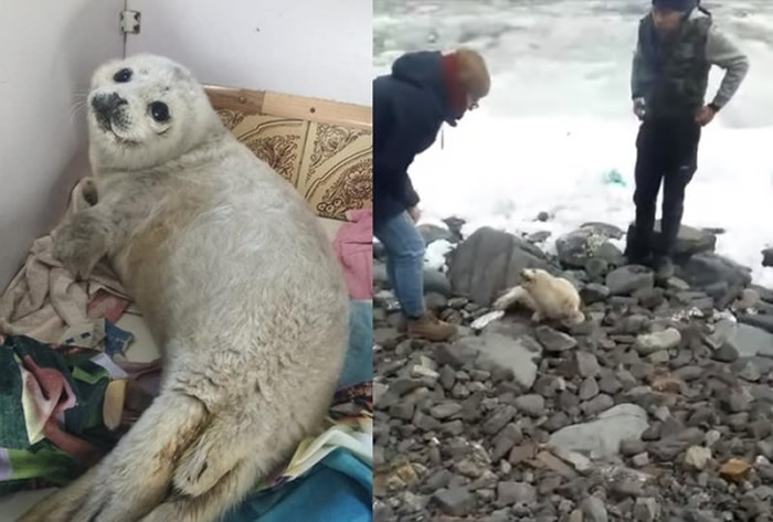 ����˹������³��ŵ��һֻС���������ϰ� ����̫�ȱ������Χ����������