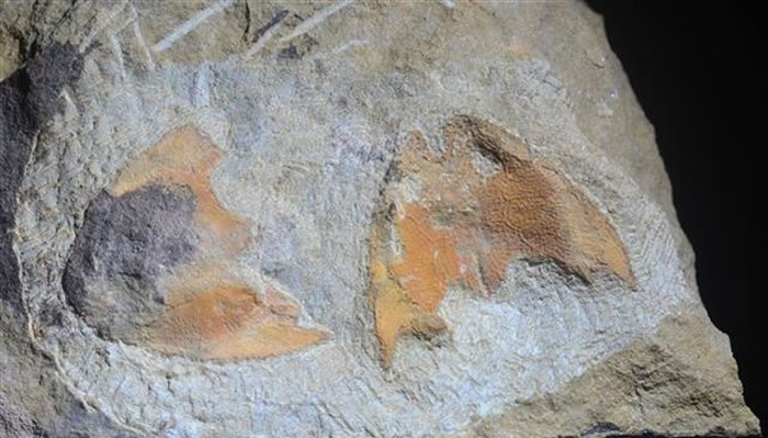 人֡㡱ʯ ֤4ǰǺӿ޵ıò