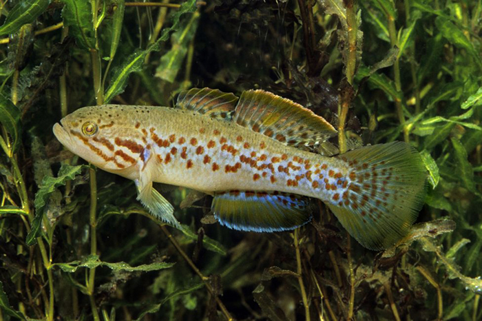 澳洲维多利亚乡村湖泊中发现灭绝20年的“僵尸鱼” 南方紫斑鮈鱼有望繁殖成功