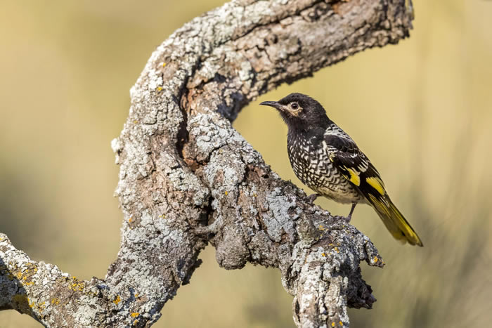 极度濒危的鸟类“王摄食蜜鸟”正在失去它的“歌唱文化”
