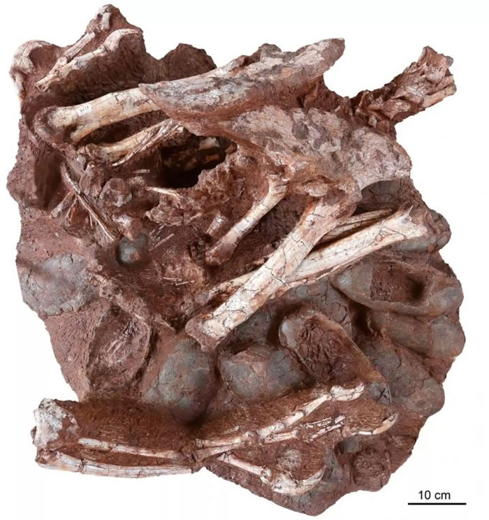 中国南方发现稀有化石：7000万年前窃蛋龙孵蛋时遭遇灭顶之灾