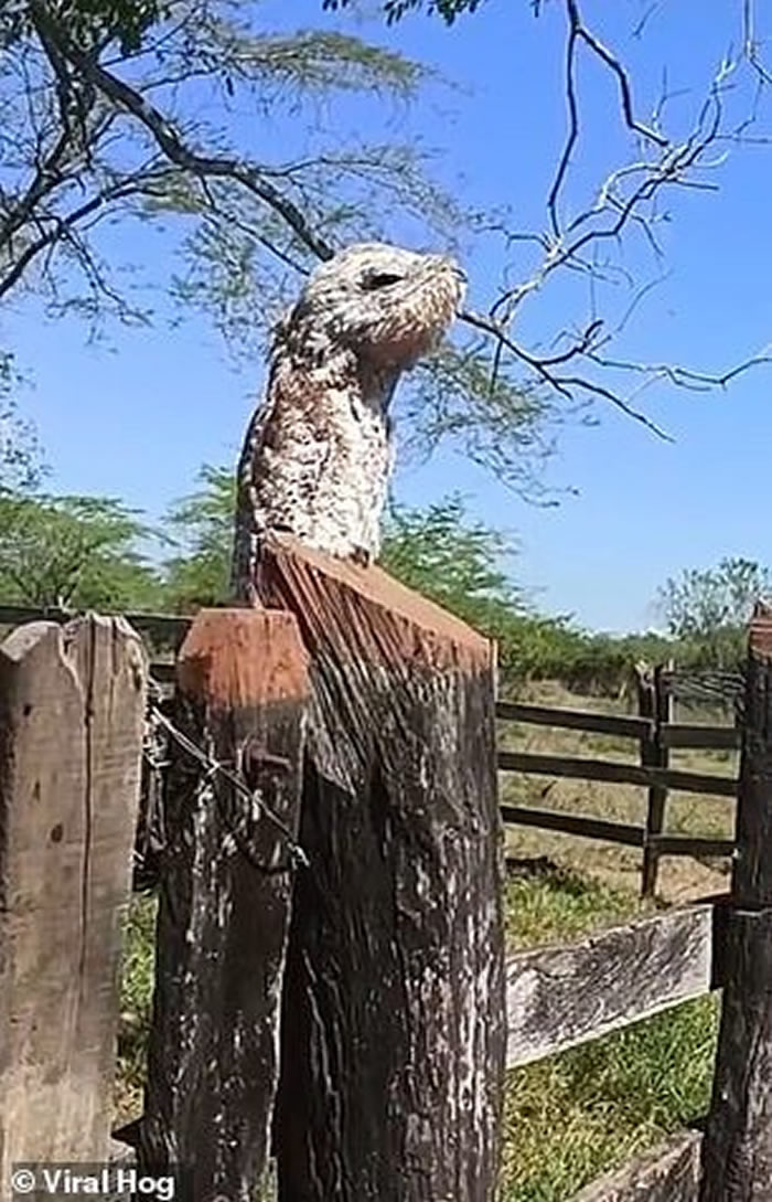 ���ױ���Ů�ӷ���ũ��դ���ϵ���֡�ľ����ͻȻ�ſ����춯�� ԭ����ֻ�����