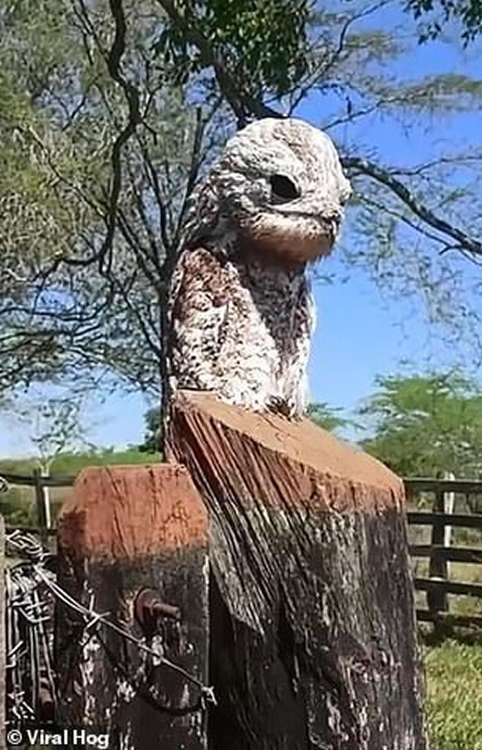 ���ױ���Ů�ӷ���ũ��դ���ϵ���֡�ľ����ͻȻ�ſ����춯�� ԭ����ֻ�����