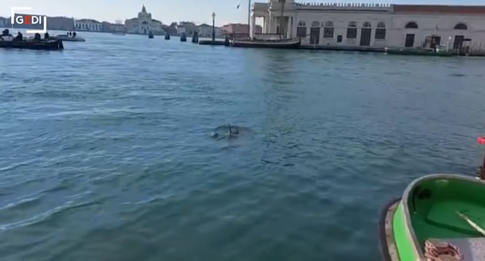 两只海豚在威尼斯标志性的圣马可广场附近的运河中游弋的画面被拍到