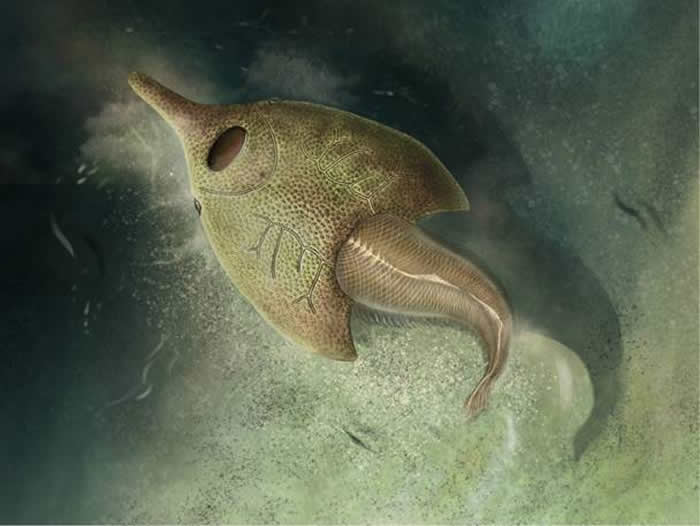 山东科技大学地科学院本科生姜文瑜发现古生物新属种——橄榄纹曲师鱼