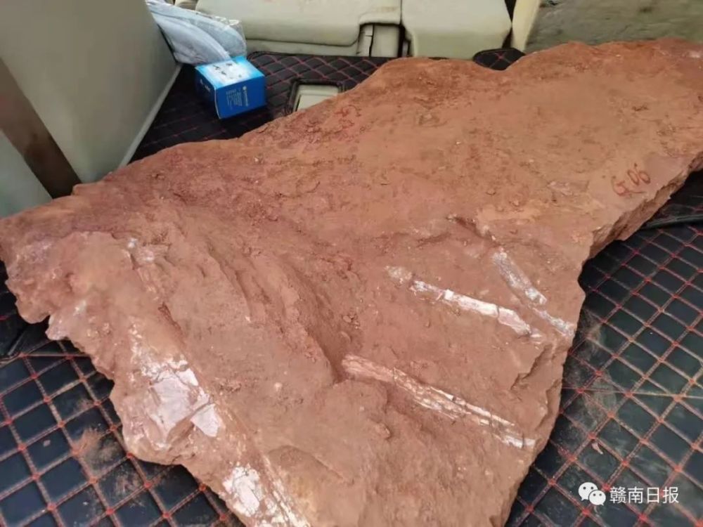 江西省赣州市章贡区沙河镇建造工地发现三角龙化石