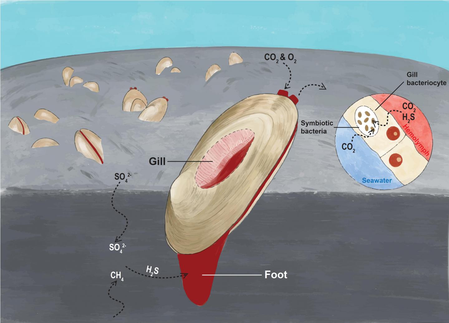图中展示白瓜贝将足伸入沉积物以获取硫化氢。由于血液中含有血红蛋白用作输送气体，白瓜贝的足与外套膜均呈红色，这是一种应对低氧环境的适应方式。（浸大学生 胡俊彤 绘