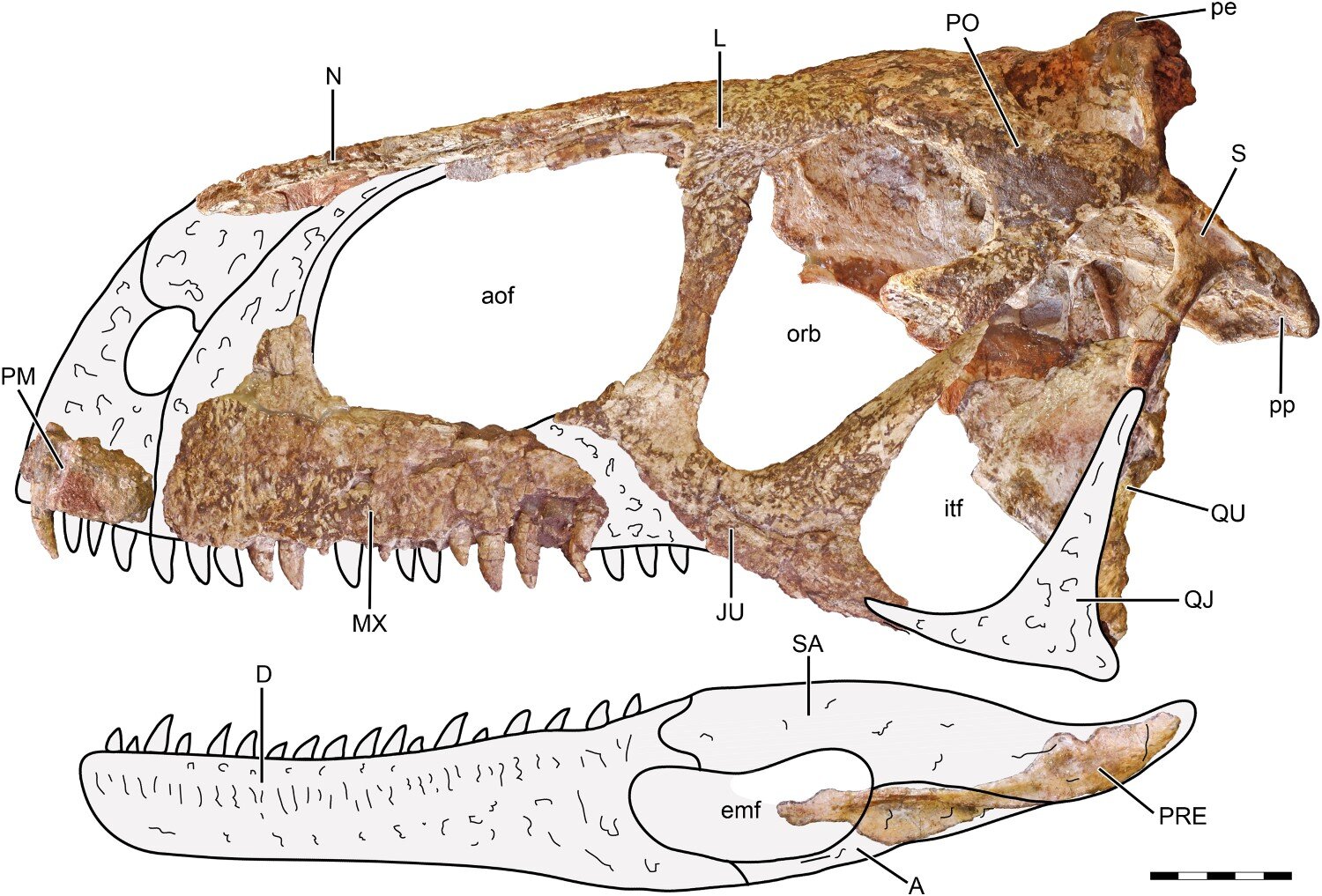 ްֵ͢ĶݿΪηĿLlukalkan aliocranianus