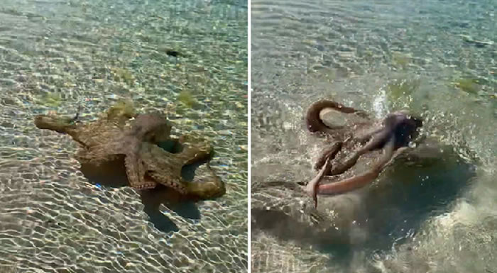 �������������ĵ�����ˮ�з��֡���צ���֡� ���濿������ŭ���㹥��