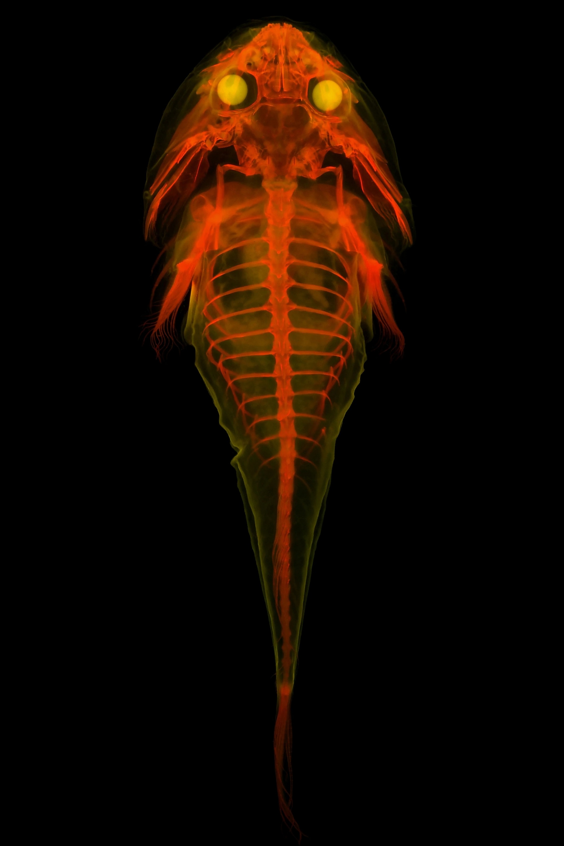 研究人员长期以来一直在清理标本组织，并将骨骼染色，而新的萤光技术在细节上达到了全新境界，比如眼前的带纹喉盘鱼 （stippled clingfish）。 PHO