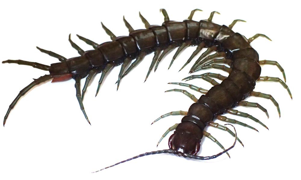 ̨һִȴScolopendra