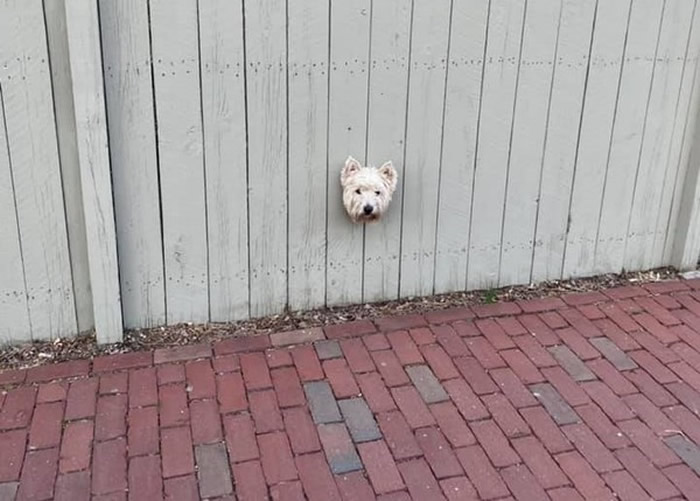 ��������Ů��ÿ���������ܾ���һ���˼�ʱ���ǻῴ��Χǽ��һ�š�Ư����ͷ��