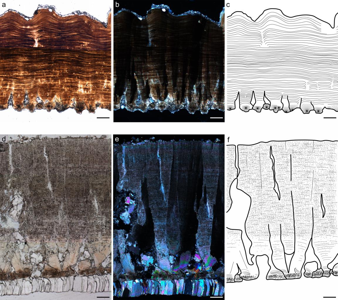 坪岭叠层蛋(上)与将军顶圆形蛋(下)蛋壳径切面显微结构对比,从左至右依次为普通透射光照片,正交偏光照片,结构素描图 (标尺为200 μm)