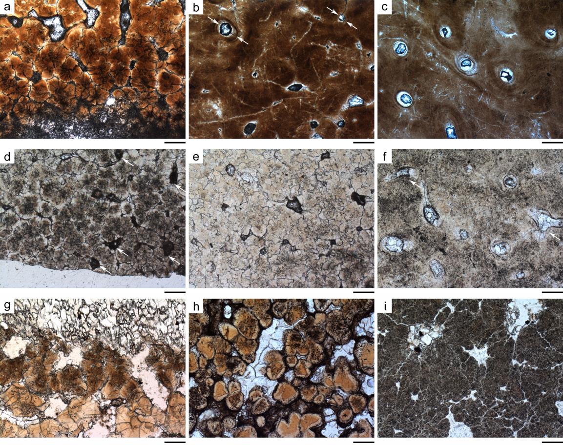 坪岭叠层蛋(上、中)与将军顶圆形蛋(下)蛋壳弦切面显微结构对比,从左至右依次为蛋壳近内表面,中部,近外表面结构 (标尺为200 μm)