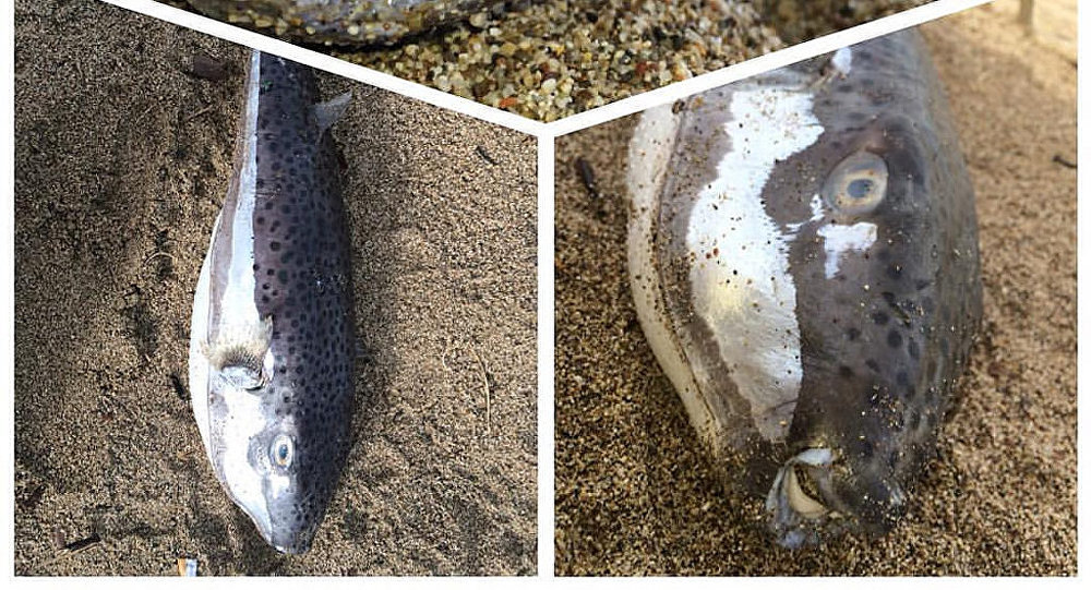 �����������ѧ�ң�����ȫ���ů�ж������Ϊ���к���פ����