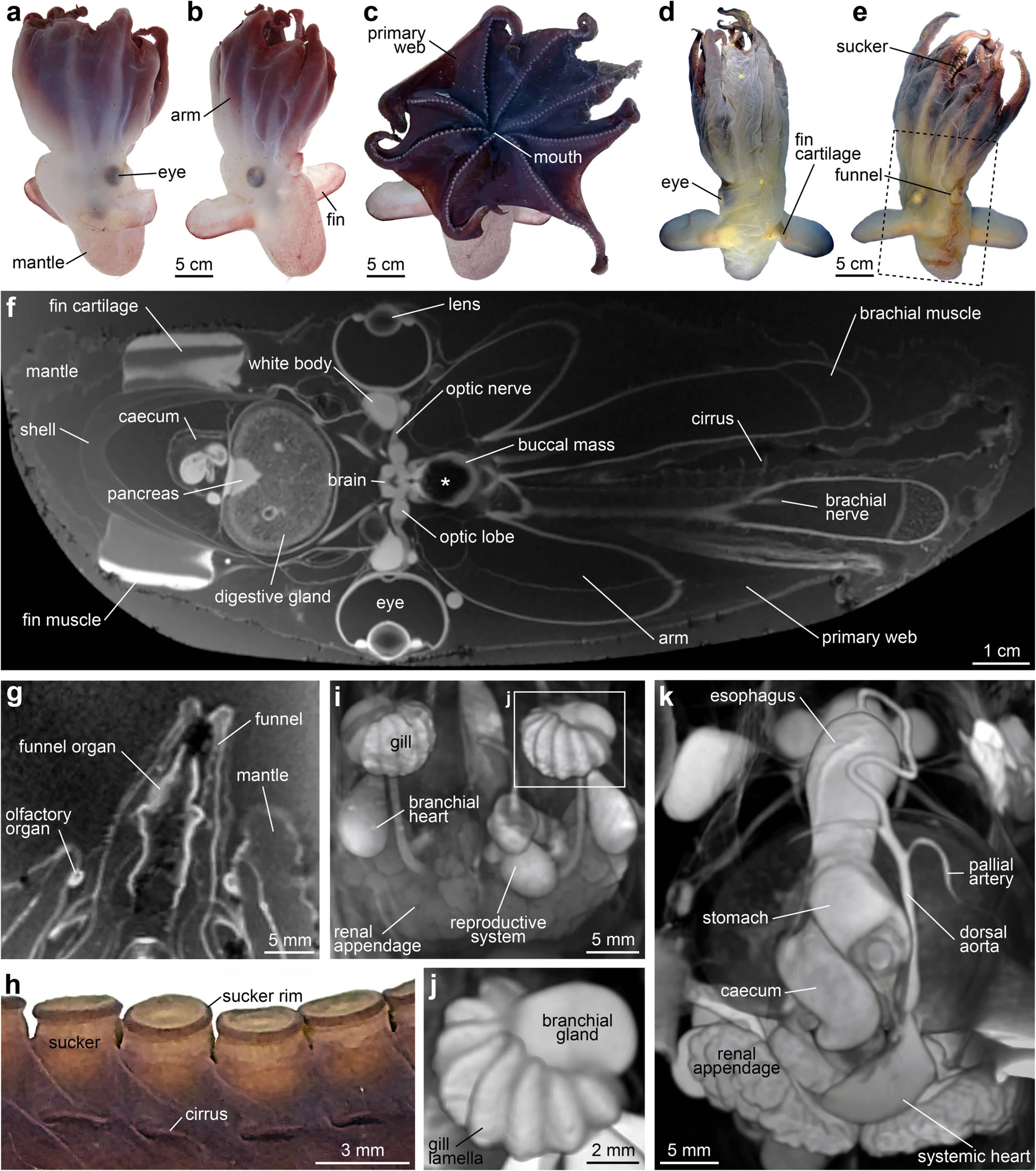 用微创技术鉴定出烟灰蛸属（“小飞象”章鱼）一个新的深海品种“帝王烟灰蛸”