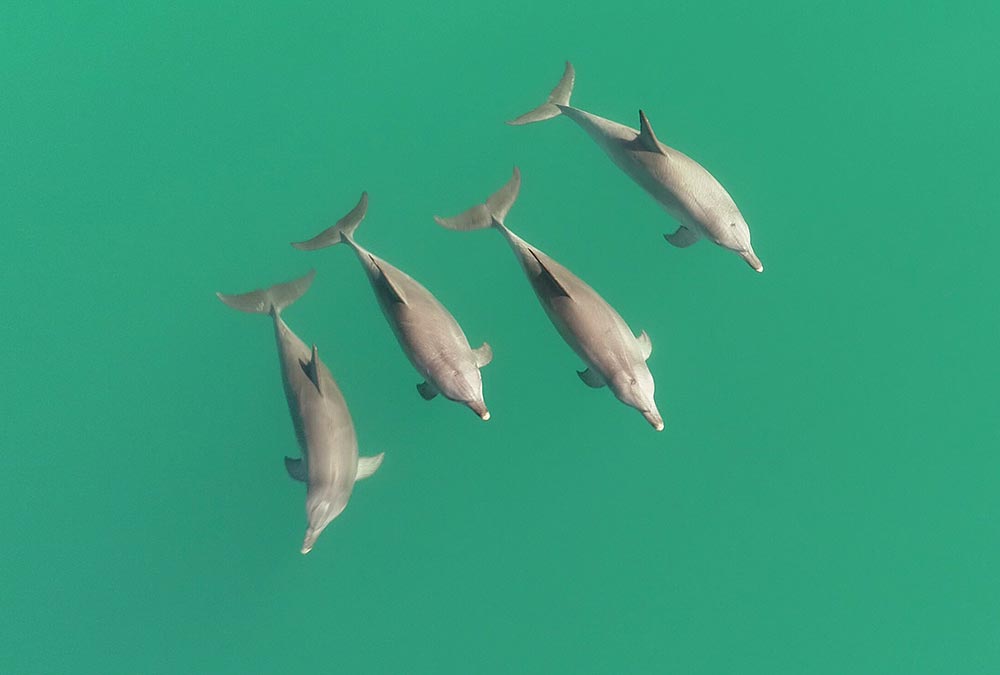 三只雄性海豚和一只雌性海豚。资料来源：西蒙-艾伦博士