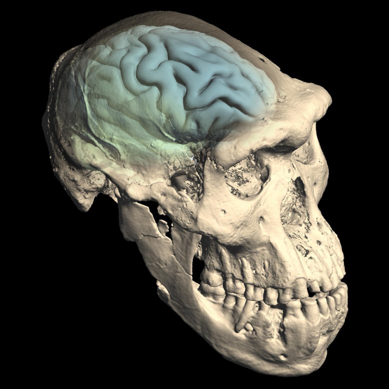 类似现代人的大脑是最早的人类首次从非洲迁徙后很久才进化出来
