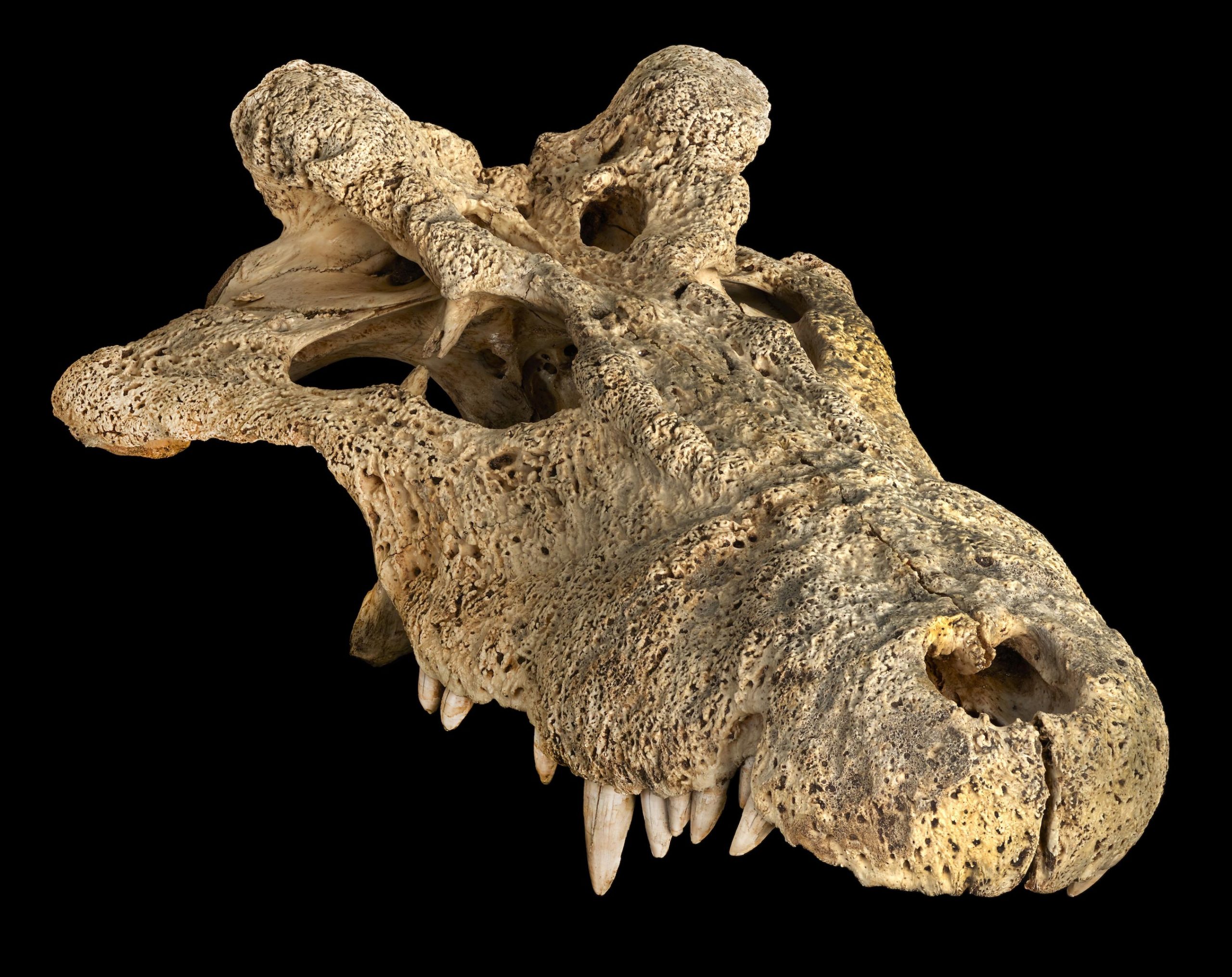 基于古代DNA的新研究表明现代鳄鱼可能起源于非洲