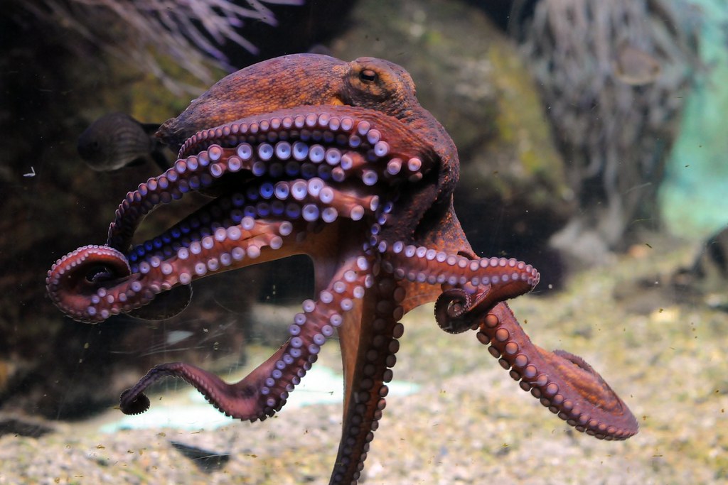 拥有超高智能水平的章鱼能进化成智慧生命吗？