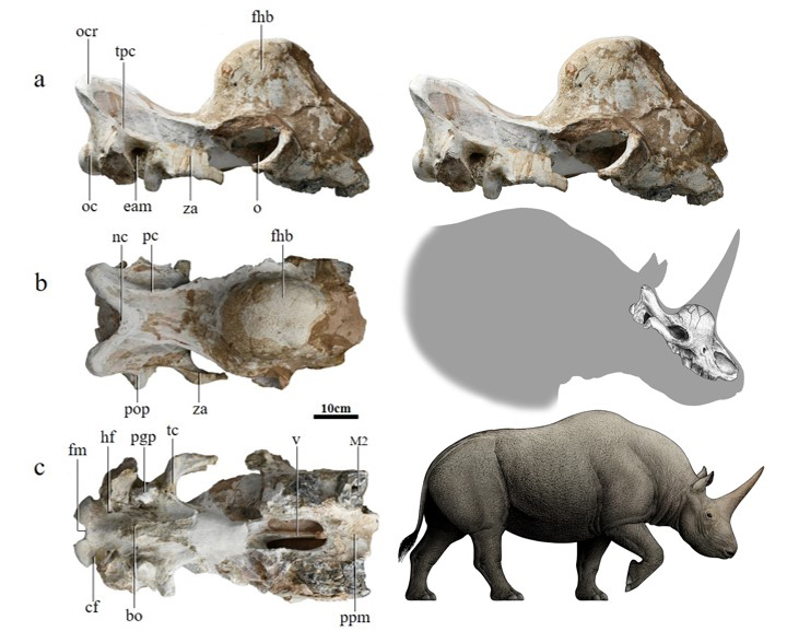 陕西定边原始板齿犀（Elasmotherium primigenius sp. nov.）正型头骨及复原图（陈瑜绘）（孙丹辉供图）