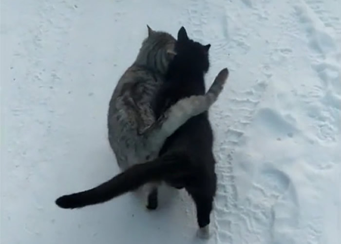 乌克兰雪地中一只黑猫和一只虎斑猫紧紧依偎走路 连尾巴都交叉