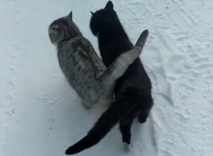 乌克兰雪地中一只黑猫和一只虎斑猫紧紧依偎走路 连尾巴都交叉