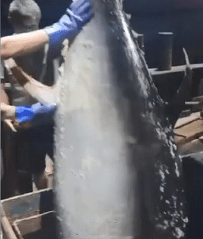 海南三亚渔民捕获350公斤重鲔鱼被10万元买走 行家:应该卖100万