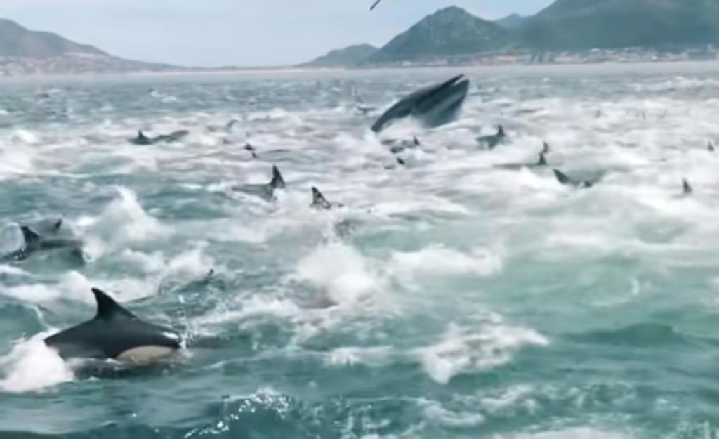 �Ϸ�һ���ֵܳ�����������ǧֻ���ຣХ��ϯ������ 3ֻ��ͷ��Ҳ�����ֳ�