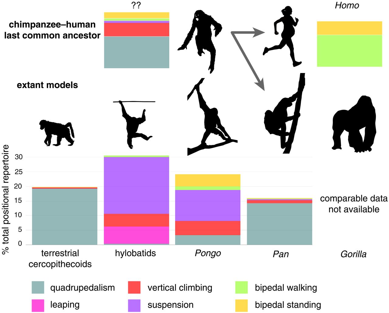 化石猿类与人类进化