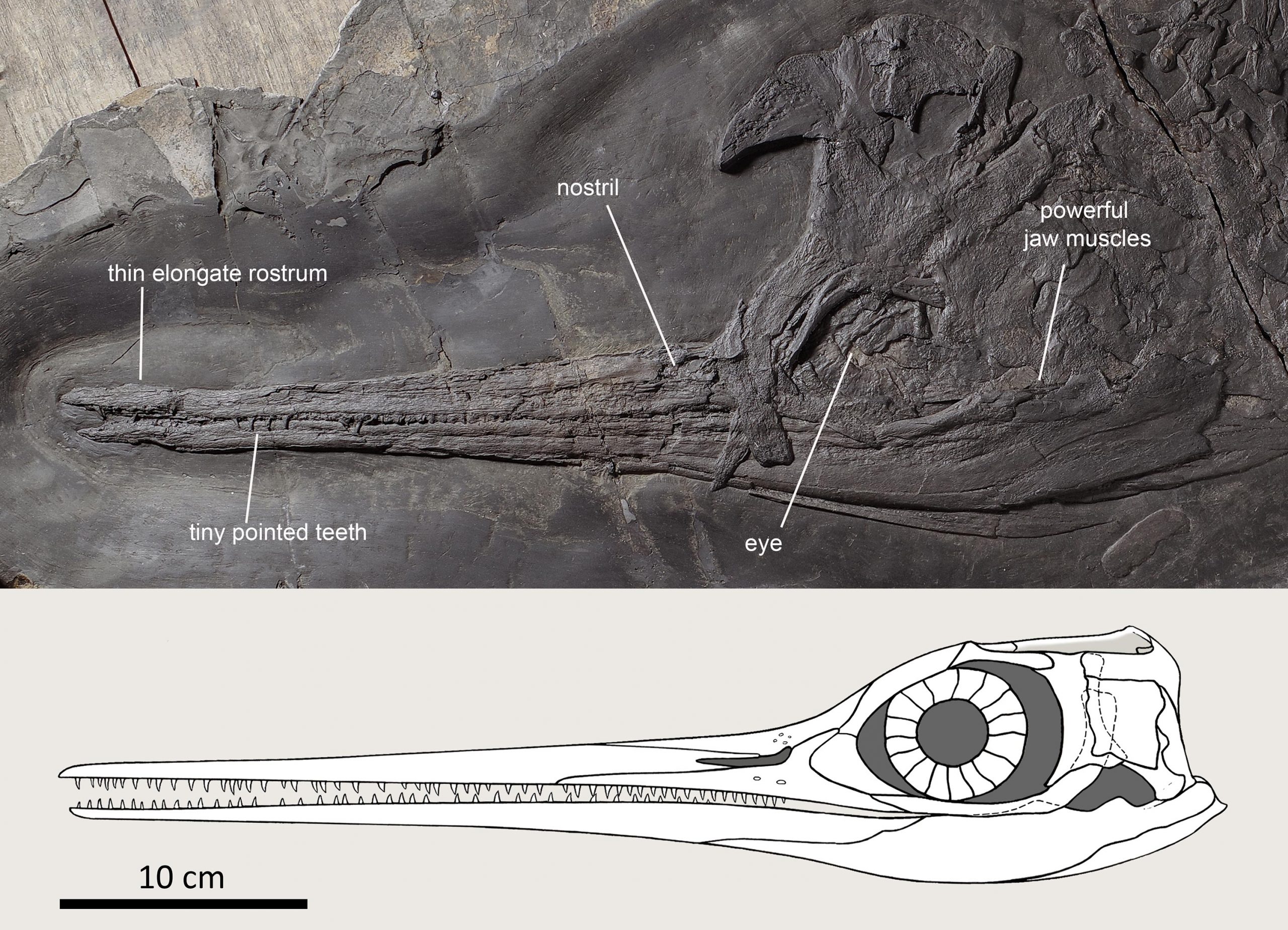 2.4亿年前三叠纪的海洋霸主贝桑龙Besanosaurus leptorhynchus