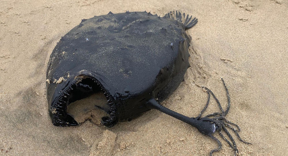 ̫ƽذֺ̫ƽ רңһ