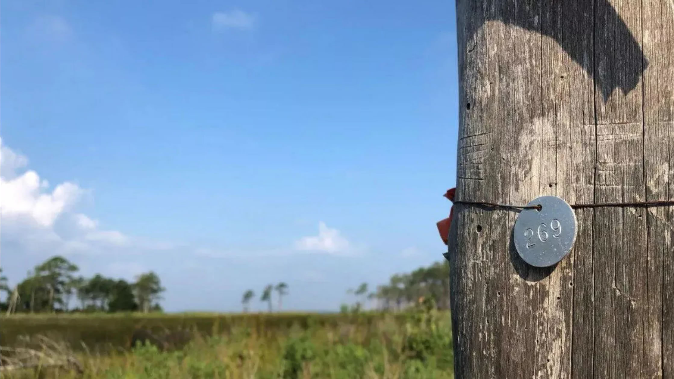 《Biogeochemistry》:美国北卡罗来纳州幽灵森林“树屁”也在释放温室气体