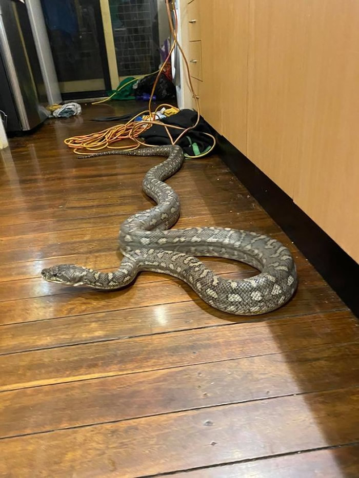 澳洲布里斯本居民天花板传来诡异声响 抬头惊见3公尺海岸地毯蟒