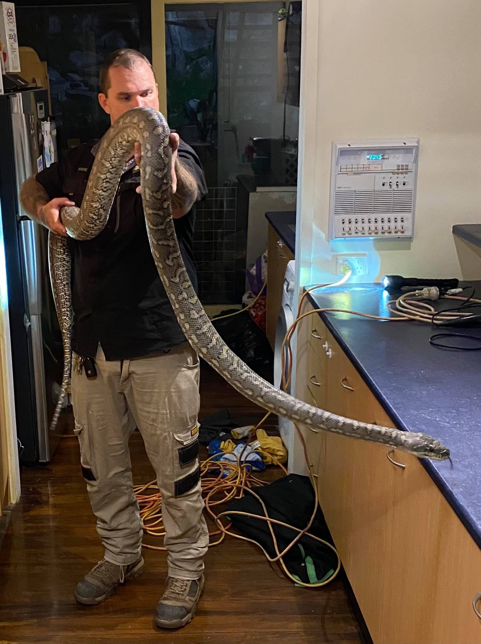 澳洲布里斯本居民天花板传来诡异声响 抬头惊见3公尺海岸地毯蟒