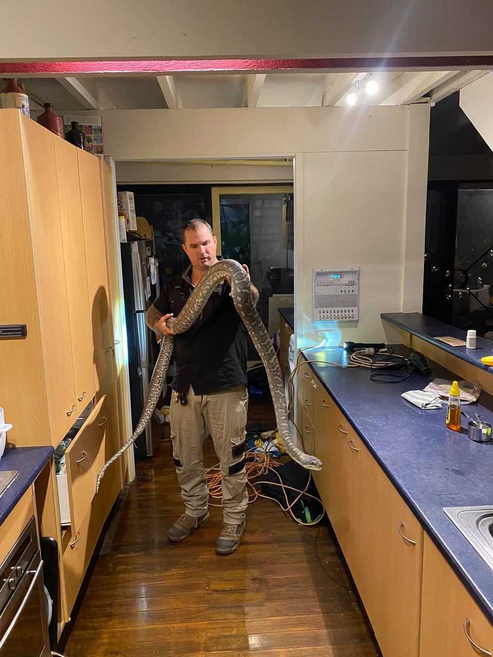 澳洲布里斯本居民天花板传来诡异声响 抬头惊见3公尺海岸地毯蟒