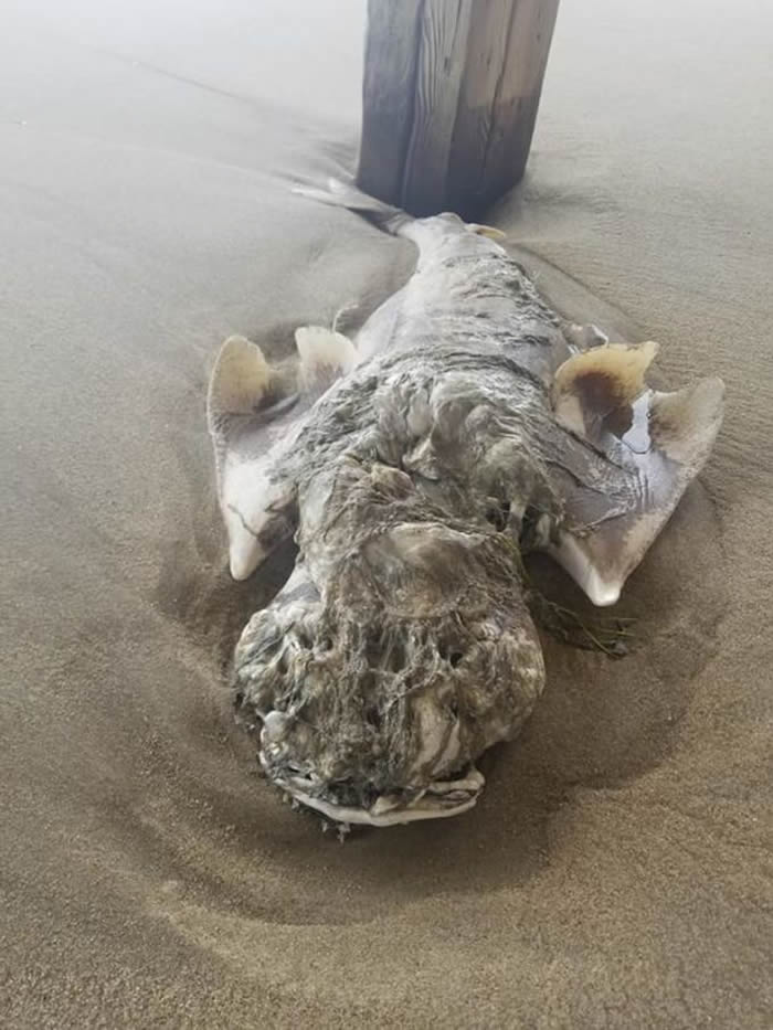 美国男子到北卡罗莱纳州海边游玩时发现奇特生物 一查竟是濒危鲨鱼“天使鲨”