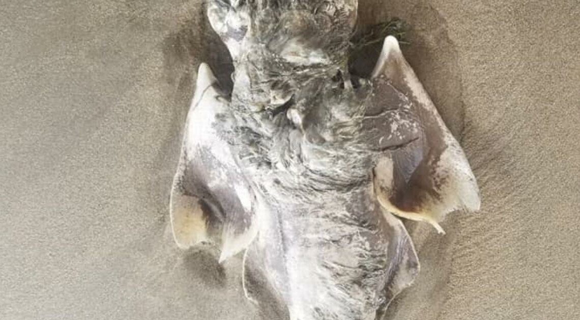 美国男子到北卡罗莱纳州海边游玩时发现奇特生物 一查竟是濒危鲨鱼“天使鲨”