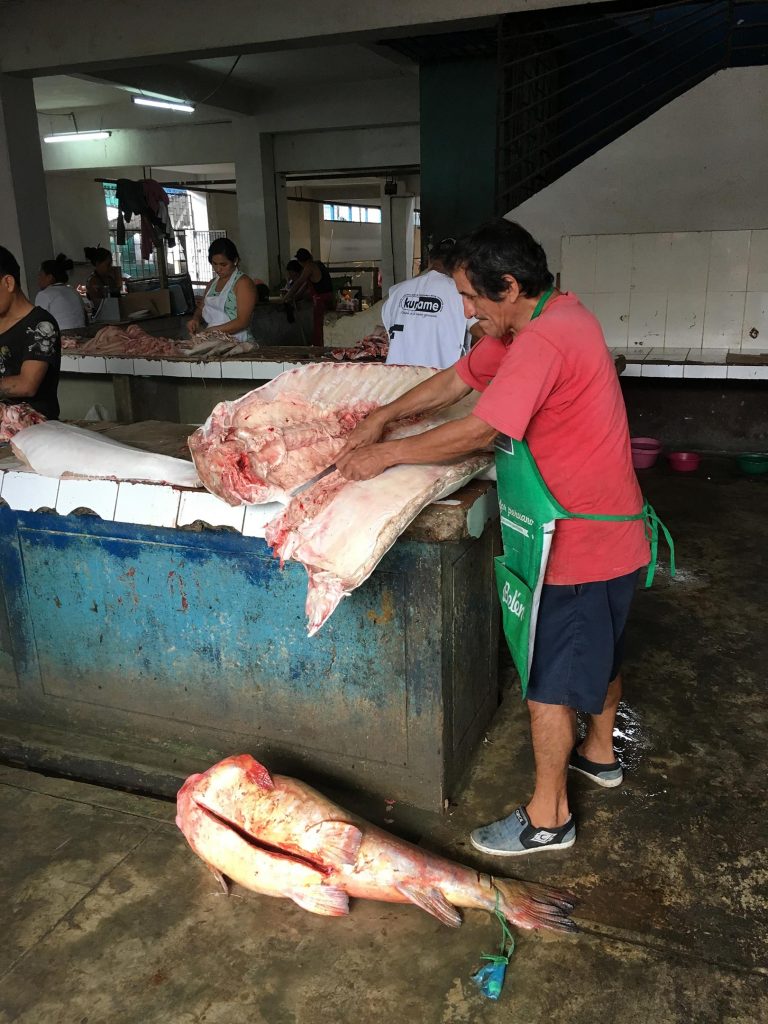 亚马逊野生鱼类生物多样性的下降或使人们面临营养短缺威胁