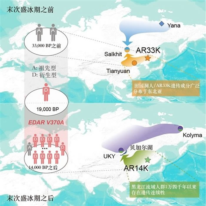 古基因组研究系统绘制出四万年来东亚北部人群的群体动态演化图谱