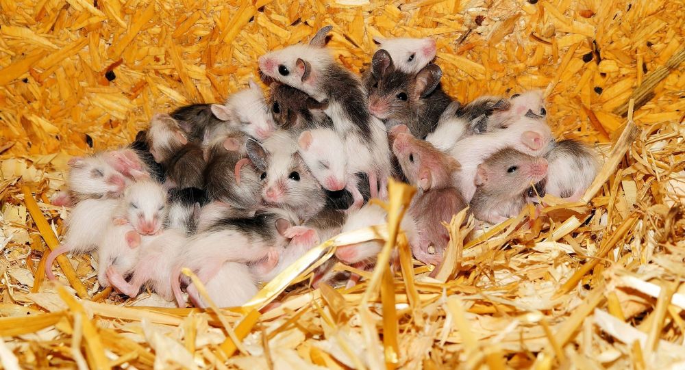 研究发现提升SIRT6蛋白水平可以延长小鼠寿命 同样方法可使人类寿命延长至120岁