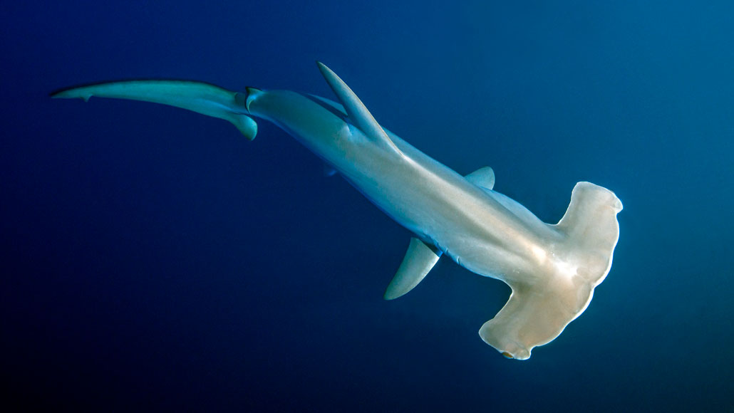 新研究披露1900万年前中新世早期地球海洋中的鲨鱼濒临灭绝