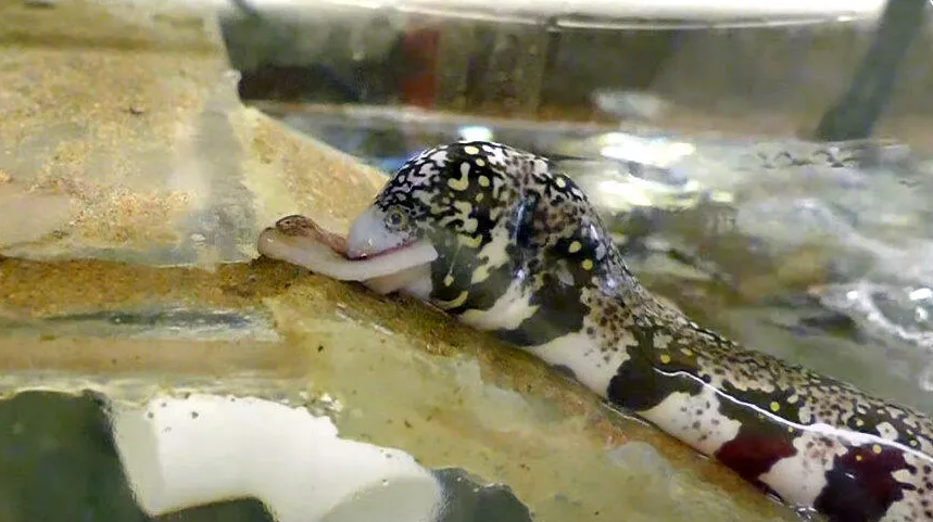 新研究发现雪花蛇鳝具有在陆地上进食的非凡天赋 不需要水