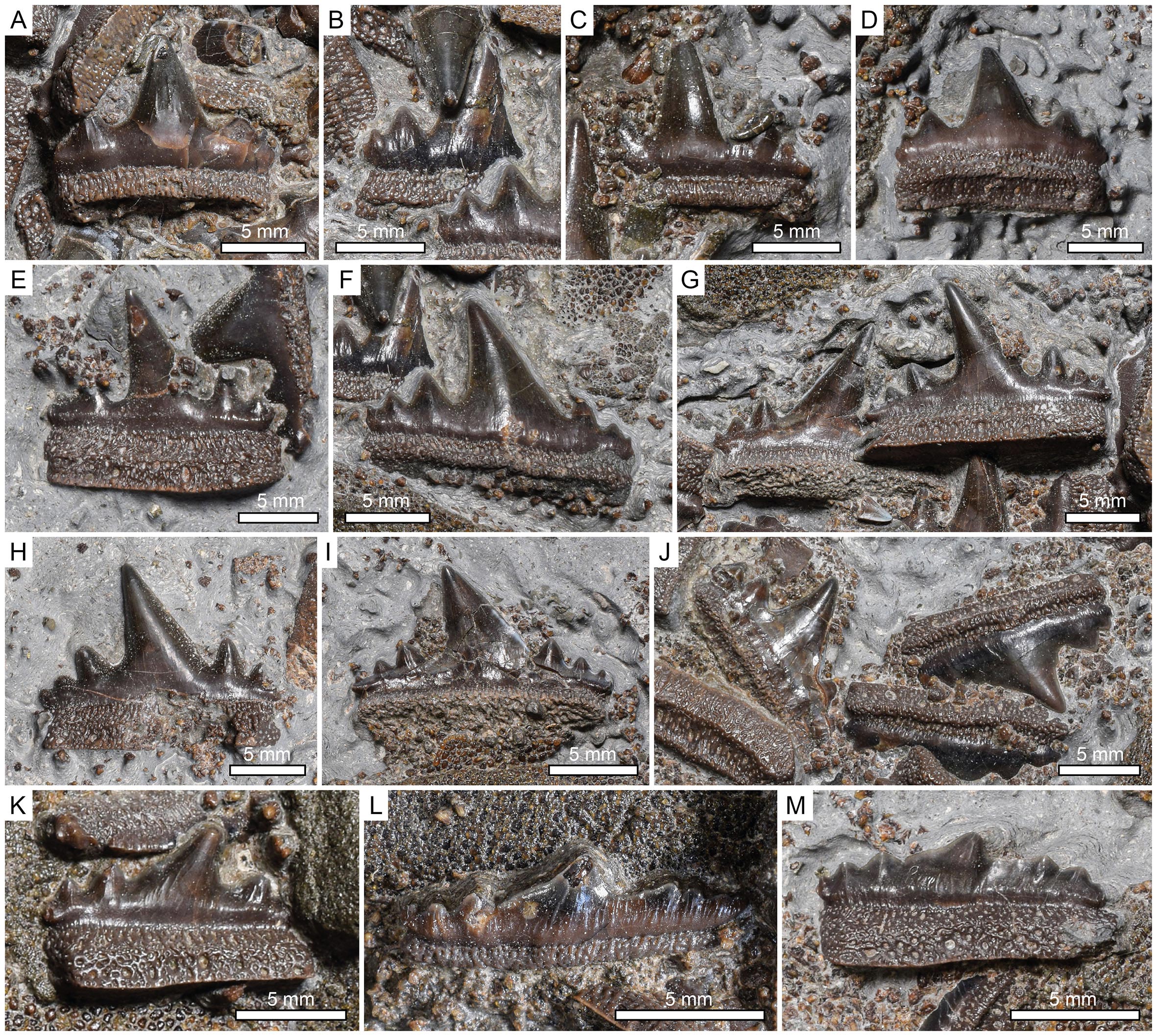 Ӣ1.5ǰ٪޼ʱƷDurnonovariaodus Maiseyi