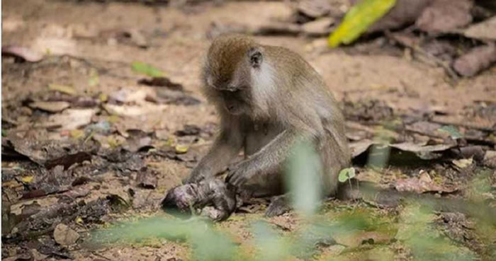 新加坡最大水库麦里芝蓄水池附近猴子妈妈轻抚已死亡幼猴的尸体